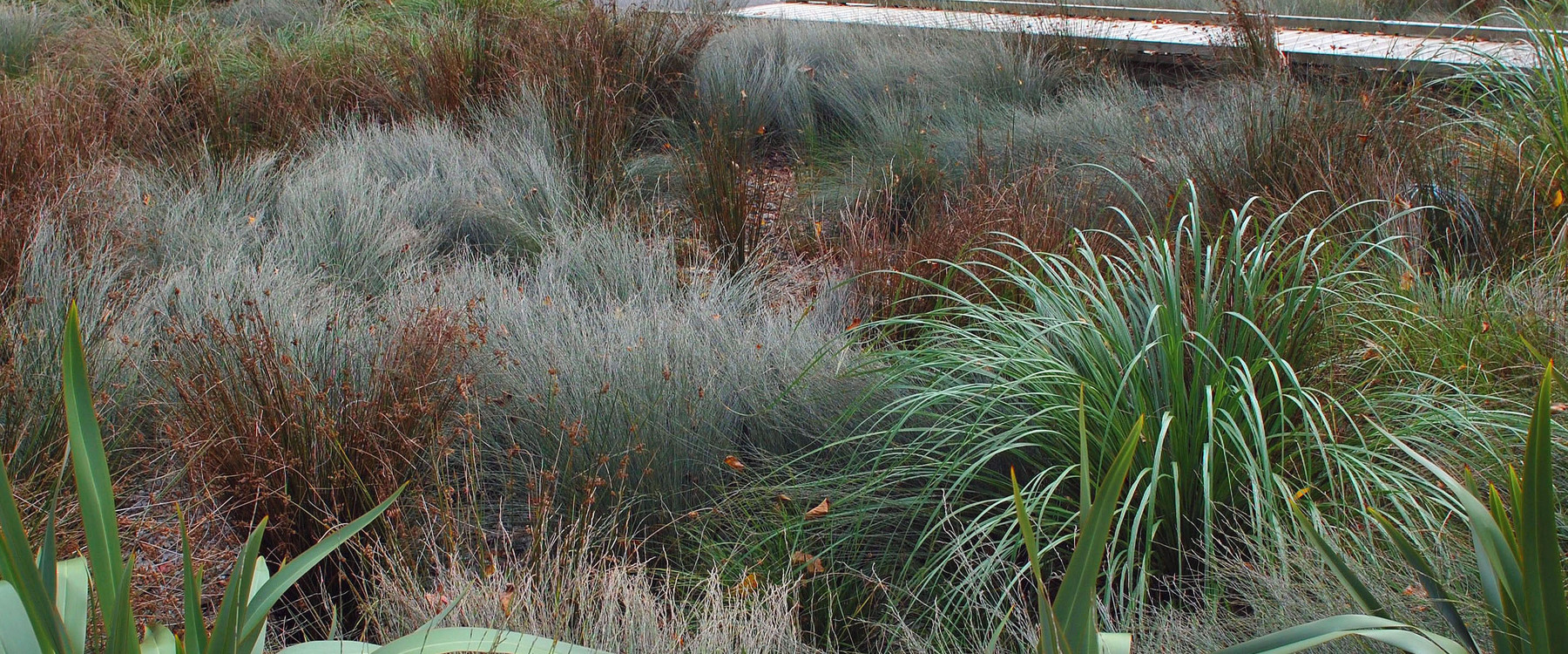 Tui Glen Reserve, Henderson